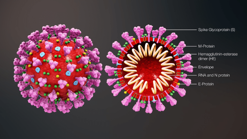 virus covid19
