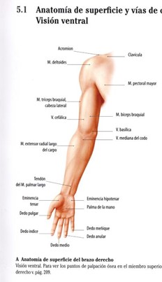 Visión ventral