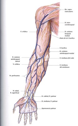 Visión ventral