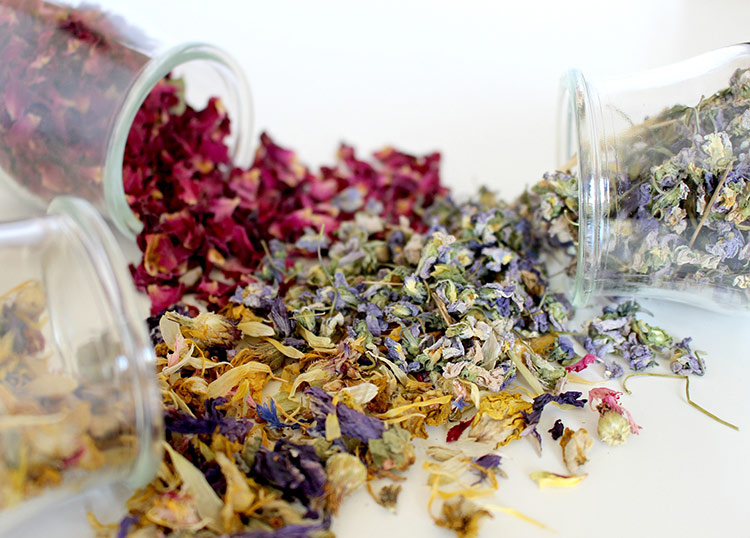 fitocosmetica imagen plantas