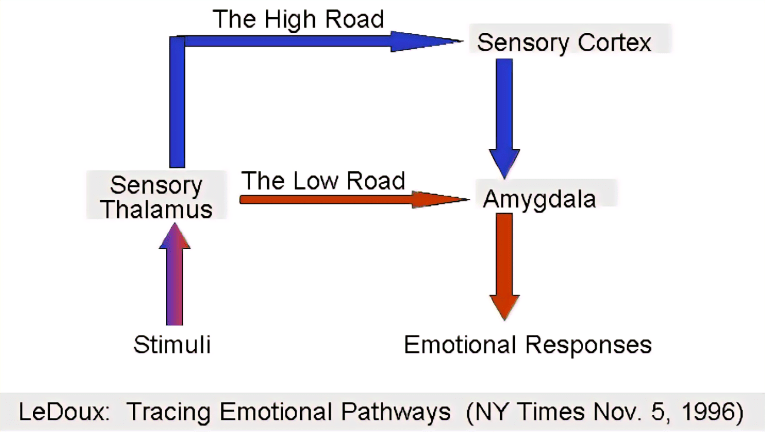 Emotional pathways